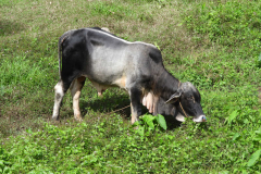 DSCN6417